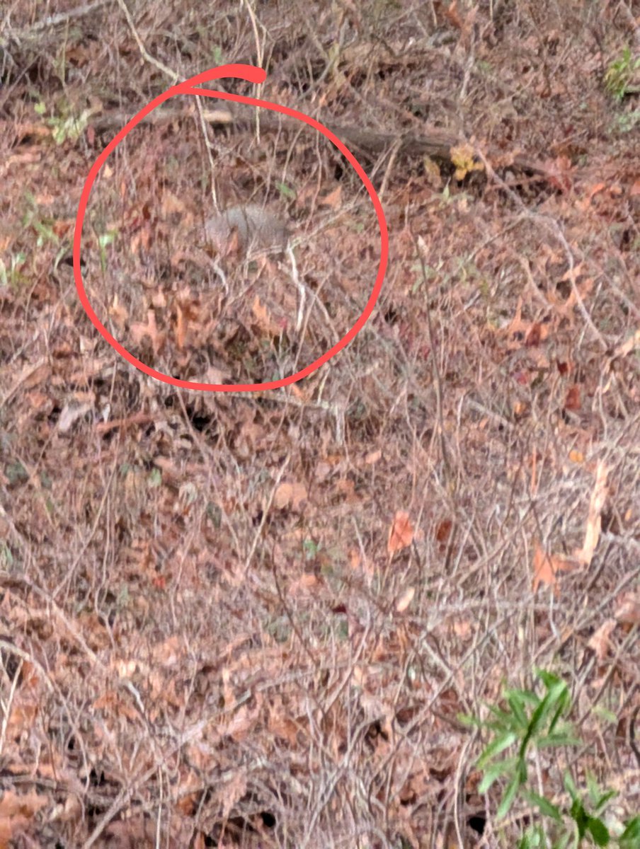 HumbleBeastKerr's tweet image. Little different today, worked on #ProjectOpal before work, work. And then climbed a tree for a little saddle #bowhunting this evening. One armadillo later no sightings, just tracks. 

When I got back in my truck and was driving out I scared a family of wild hogs, each about…