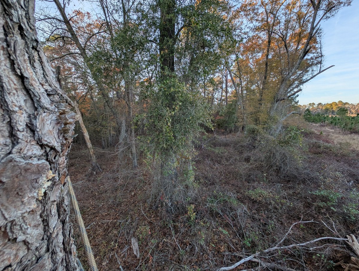 HumbleBeastKerr's tweet image. Little different today, worked on #ProjectOpal before work, work. And then climbed a tree for a little saddle #bowhunting this evening. One armadillo later no sightings, just tracks. 

When I got back in my truck and was driving out I scared a family of wild hogs, each about…