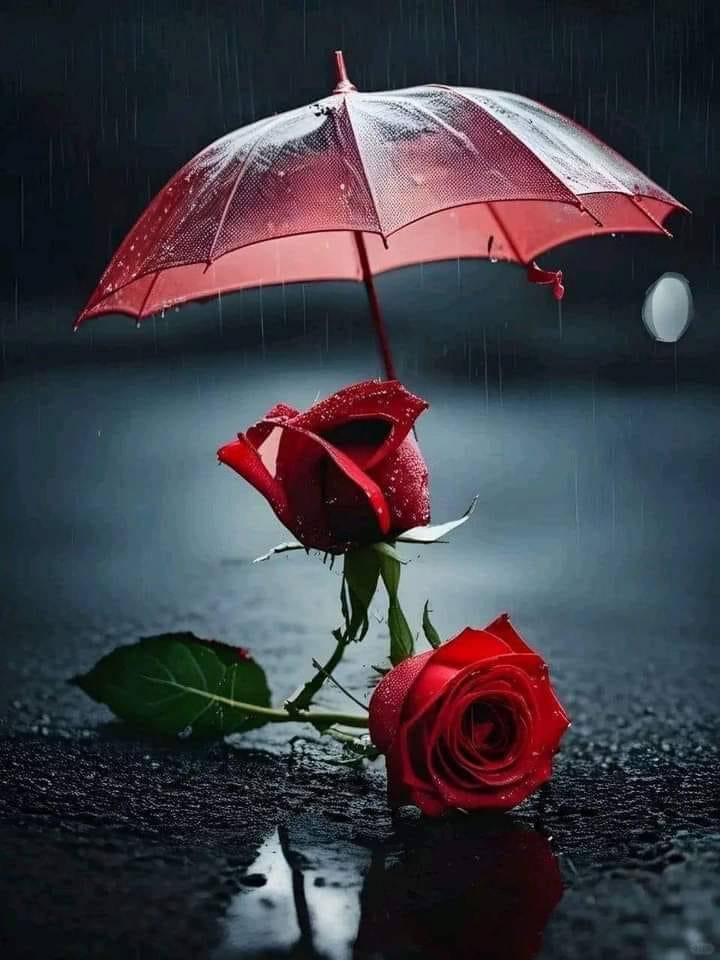 ⁧ بعض ⁩ الأرواح كالسحاب ، صمتهم ظل ، وكلماتهم قطرات خير ، والالتفاف حولهم هو الحياة♥️