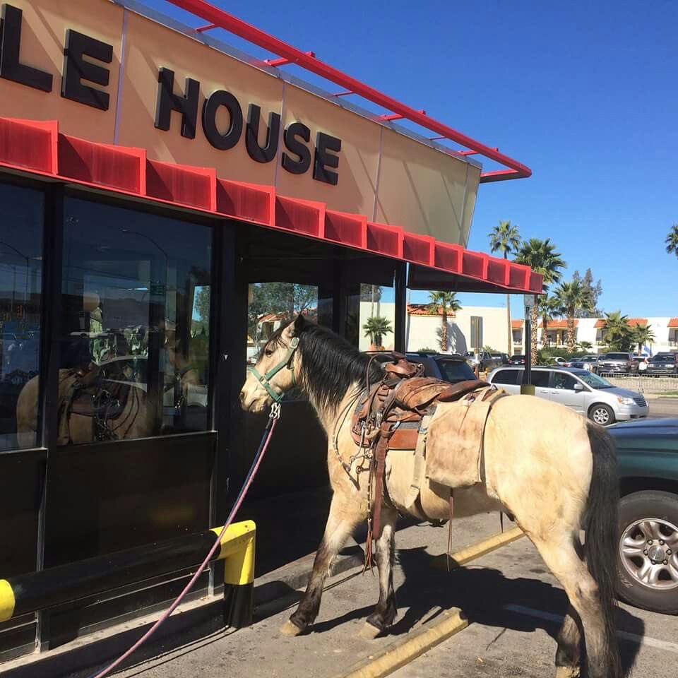 horse standing outside waffle house pit stop for snack hungry ready to eat