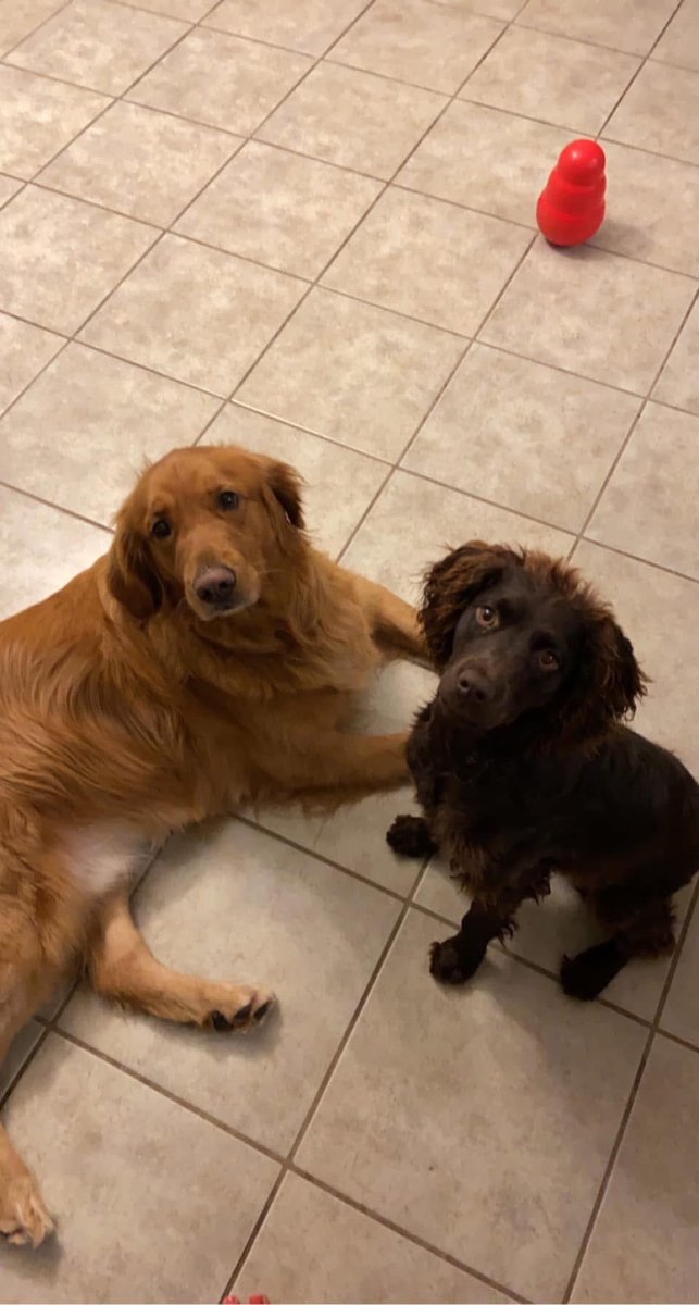 ‼️‼️‼️DO I HAVE ANY FOLLOWERS IN THE ARKANSAS AREA? ‼️‼️‼️

My sisters dogs are missing. Please direct message me if you are in the Floral, Searcy, Batesville area of Arkansas!!

I’ve put up a reward for their safe return. PLEASE SHARE THIS POST!!!!!