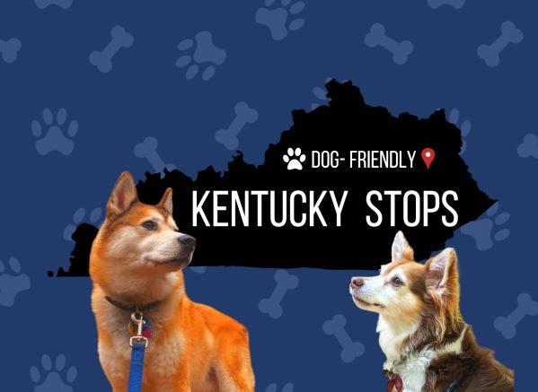 Trying to find a great state that you travel to with your pup? Use our list of dog-friendly Kentucky stops to plan a memorable vacation for your entire family!

s.mtrbio.com/mgcyehjckq

#kentucky #dogfriendly #dogfriendlydestinations #traveldog #adventuredog #penniesplacesandpaw
