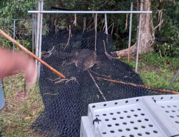 TheGreyNomads1's tweet image. CROC REMOVED
Large croc which showed no fear of people removed from Queensland creek. How wary are you of crocs while travelling in the north?
thegreynomads.com.au/tully/ #greynomads #crocodile #tully