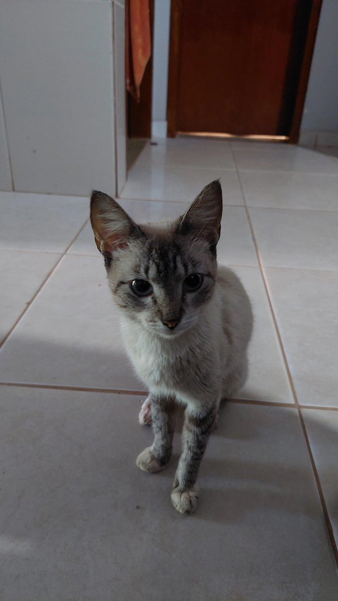 Bruna_borghes's tweet photo. Semanas atrás cheguei do trabalho e tinha uma gata dentro de casa kkkk simplesmente aceitei meu destino e agr tenho a judite https://t.co/UwK0WnCuP4