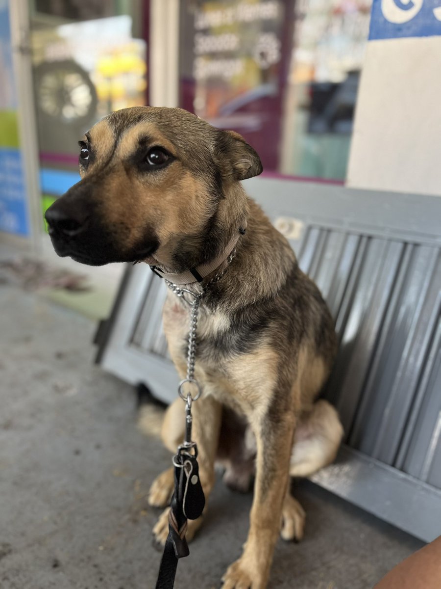 HELA_MORE's tweet photo. Cuando eres tierno y adorable pero aún así nadie quiere adoptarte 🥺

Él es Nash y te está esperando.
Estamos en CDMX https://t.co/XXxSxdNvoA