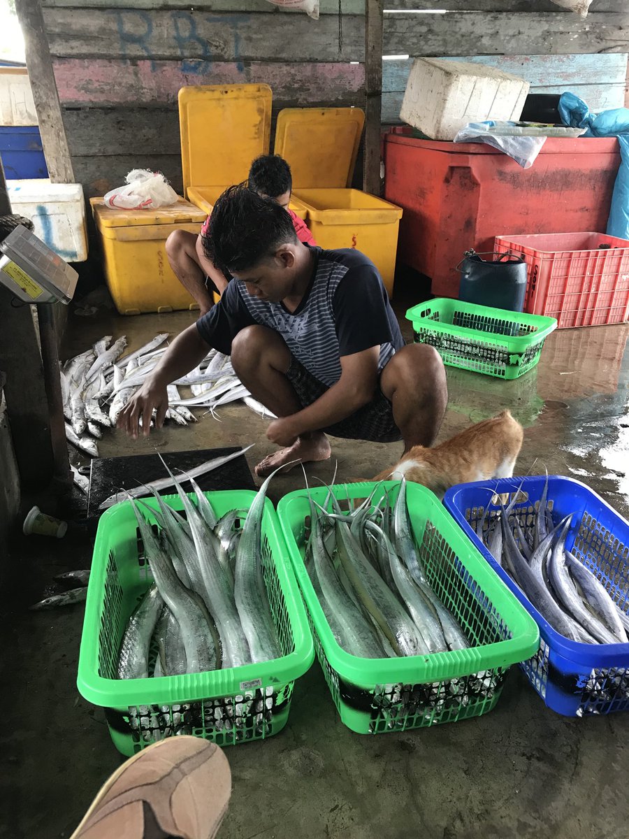 surahman00's tweet photo. Senin 2-12-2024 Luhkan Kota Bengkulu melaporkan hasil tangkapan ikan Anggota KUB Fada Idi An.Samsul ikan beledang 95 kg 
#GiatLuhkanSatminkalBRPPUPPPalembang 
#LuhLapor
#Produksi https://t.co/rjkmHajEFq