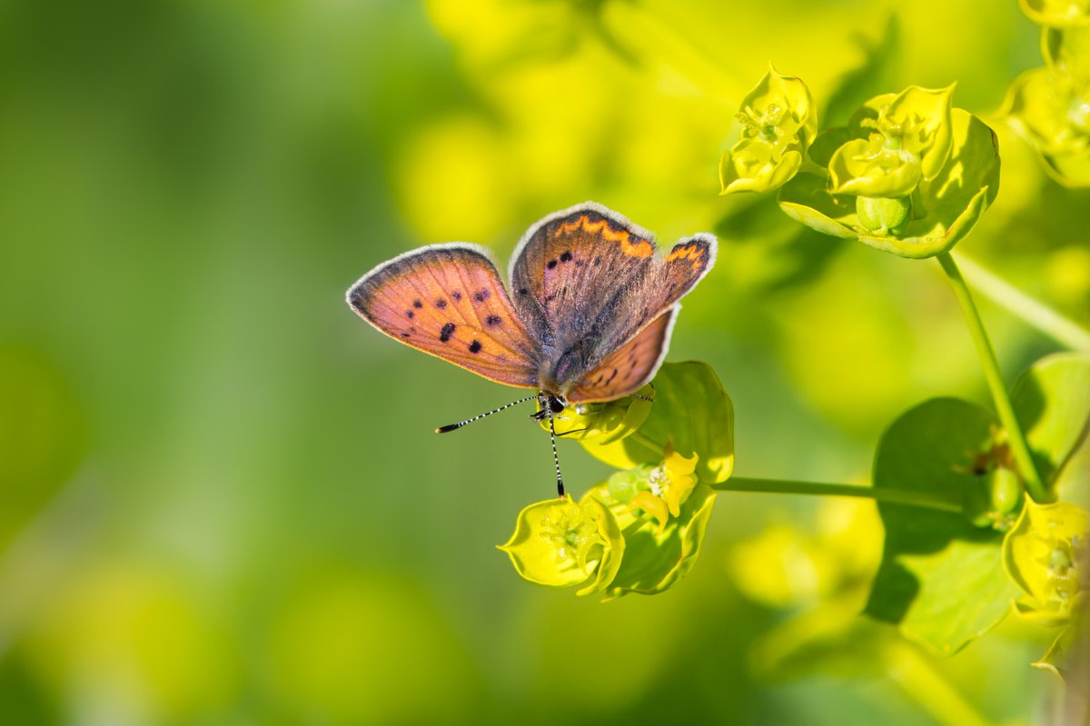 Entomological Society of Alberta tweet media