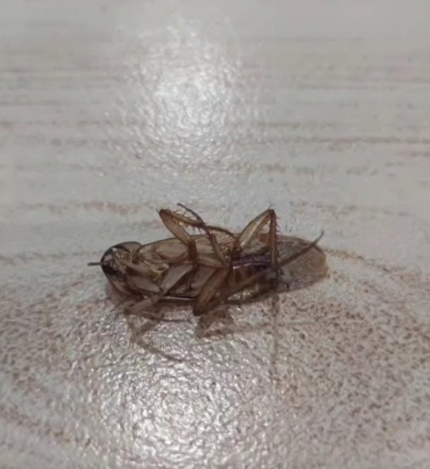 Anafor_30's tweet photo. Gregor samsa evimde ölü bulundu 🥀:( https://t.co/MFBzCdmQsS