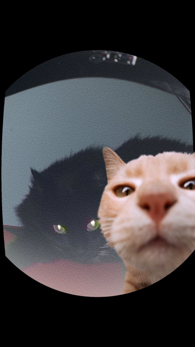 Jxtta's tweet photo. Luna🐈‍⬛ https://t.co/XQLV3HtrjV