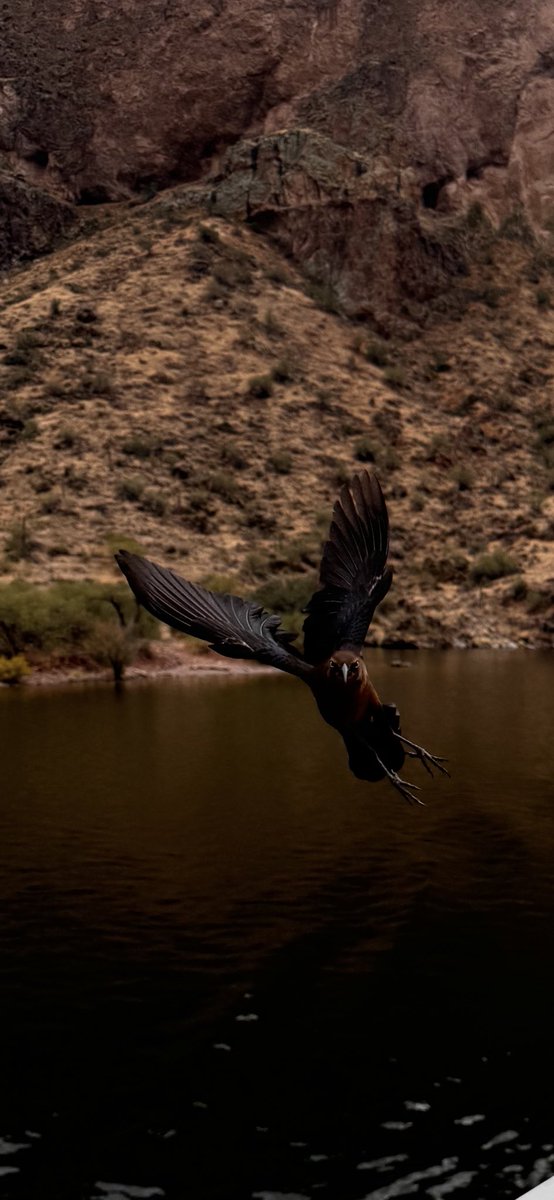 KJarahian's tweet photo. Taken by iPhone, no edits. Felt it deserved some views 🐦
@iPhonewal 
@CornellBirds 
@NatGeo 
@NatGeoTravel 
@audubonsociety 
@iPhonewal https://t.co/q0V8V7ETGO