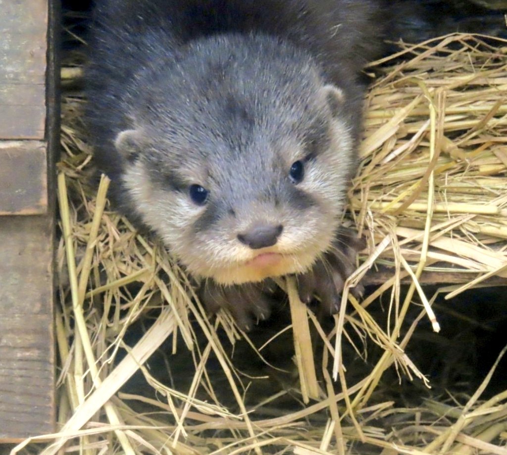 Got a little nester on our hands💕🦦