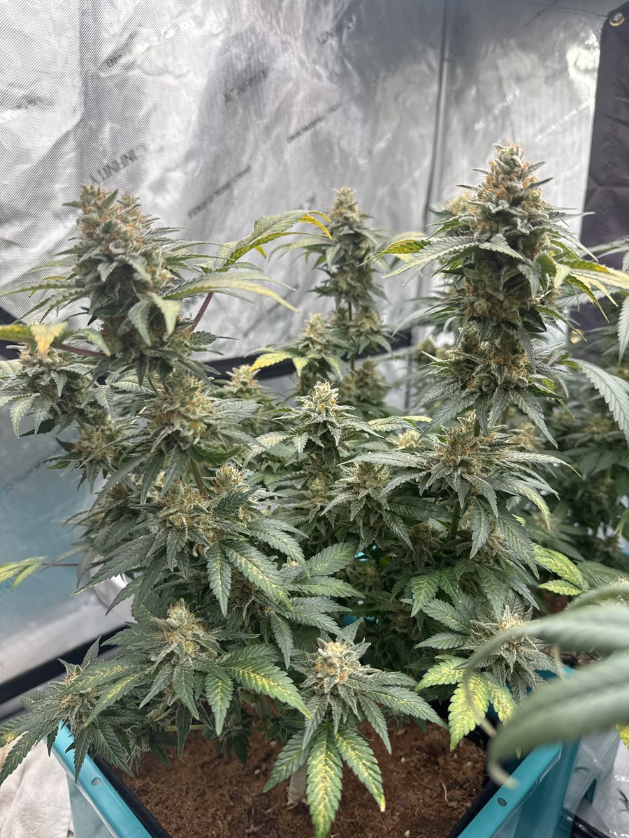 White Widow and Jeepers Sleepers got the chop tonight