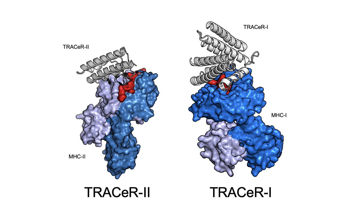 Possu Huang Lab (@possuhuanglab) on Twitter photo 1/ In two back-to-back papers, we present our de novo TRACeR platform for targeting MHC-I and MHC-II antigens
TRACeR for MHC-I: go.nature.com/4gcLzn5
TRACeR for MHC-II: go.nature.com/4gj5OQk
<a href="/HaotianDu4/">Haotian Du</a> <a href="/ljjchem/">Jingjia Liu</a> <a href="/SgourakisLab/">SgourakisLab</a> <a href="/StanfordBiosci/">Stanford Biosciences</a> <a href="/UPennAllergyImm/">Penn Allergy and Immunology</a> <a href="/CHOP_Research/">CHOP Research</a> 1/ In two back-to-back papers, we present our de novo TRACeR platform for targeting MHC-I and MHC-II antigens
TRACeR for MHC-I: go.nature.com/4gcLzn5
TRACeR for MHC-II: go.nature.com/4gj5OQk
<a href="/HaotianDu4/">Haotian Du</a> <a href="/ljjchem/">Jingjia Liu</a> <a href="/SgourakisLab/">SgourakisLab</a> <a href="/StanfordBiosci/">Stanford Biosciences</a> <a href="/UPennAllergyImm/">Penn Allergy and Immunology</a> <a href="/CHOP_Research/">CHOP Research</a>