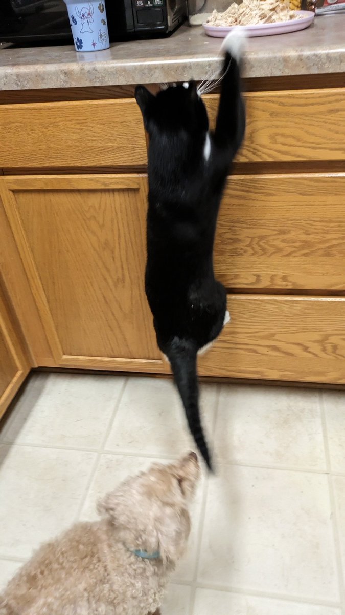 5150StitchLady's tweet image. When you walk away from the counter for one second and the cat thinks he can get the chicken 😂 #cat #cookingdinner #sneakattack #shenanigans