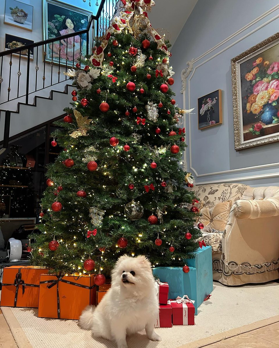 Sayhellollll's tweet photo. Nuomi and BoBo are great to work with.

#Christmas
#Pets
#Beautifulphotos
#Meaningfuldays https://t.co/51QxoXa4D5