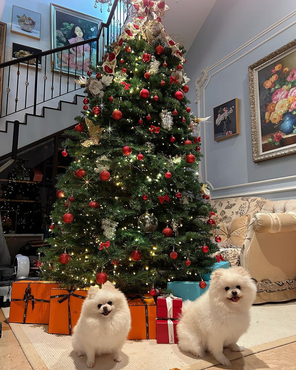 Sayhellollll's tweet photo. Nuomi and BoBo are great to work with.

#Christmas
#Pets
#Beautifulphotos
#Meaningfuldays https://t.co/51QxoXa4D5