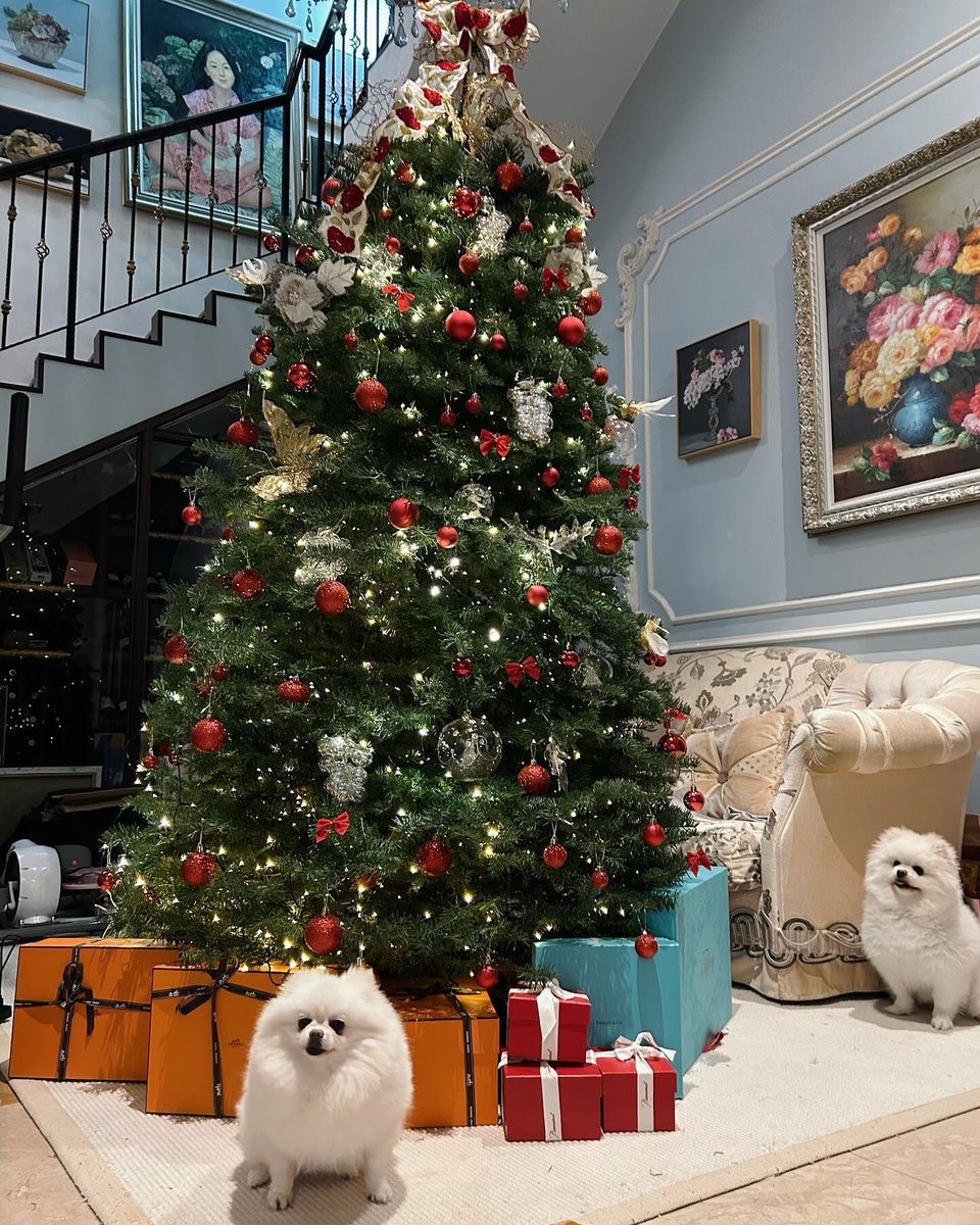 Sayhellollll's tweet photo. Nuomi and BoBo are great to work with.

#Christmas
#Pets
#Beautifulphotos
#Meaningfuldays https://t.co/51QxoXa4D5