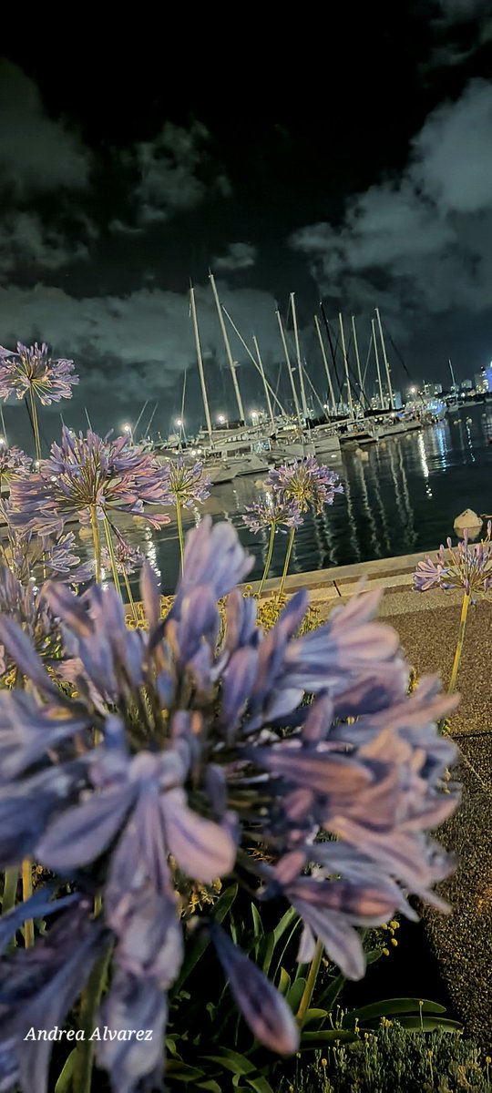 <a href="/PuntadelEsteS/">Punta del Este Sol</a> #puertodepuntadeleste