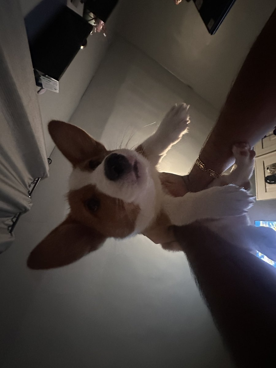 Mjnocap's tweet photo. oh yea i got a corgi, he’s name is Yuji https://t.co/NADdRuXQKS