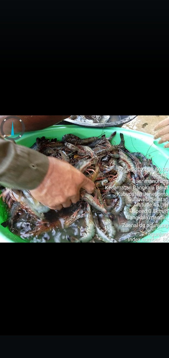 PiSyuhada's tweet photo. Syuhada LuhKKP Jeneponto, Selasa (17/12/2024) terima laporan produksi udang Windu sebanyak 15 kg Via WA dari Pokdakan Bangkala Mandiri Desa Tuju Kecamatan Bangkala Barat Kabupaten Jeneponto a) Rp. 90.000. #GiatLuhSatminkalMaros #LuhLapor #Produksi #Jeneponto #BrpbapppMaros https://t.co/3uiFuW5Jn9
