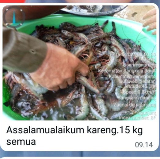 PiSyuhada's tweet photo. Syuhada LuhKKP Jeneponto, Selasa (17/12/2024) terima laporan produksi udang Windu sebanyak 15 kg Via WA dari Pokdakan Bangkala Mandiri Desa Tuju Kecamatan Bangkala Barat Kabupaten Jeneponto a) Rp. 90.000. #GiatLuhSatminkalMaros #LuhLapor #Produksi #Jeneponto #BrpbapppMaros https://t.co/3uiFuW5Jn9
