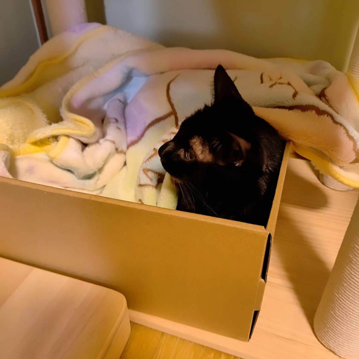 manny_253's tweet photo. シャルちゃん昨日から抗がん剤治療始めました。上半身を起こすのがやっとだけど、ゴロゴロ言ってるのがシャルちゃんらしい。

入院、出産、育児と忙しい日々で猫達の写真が少ない事に気付きました。SNSもお休みしてたけど、残された時間思い出を残していこうと思います。

#黒猫 #blackcat #抗癌剤治療 https://t.co/CwNQ4e9CkD