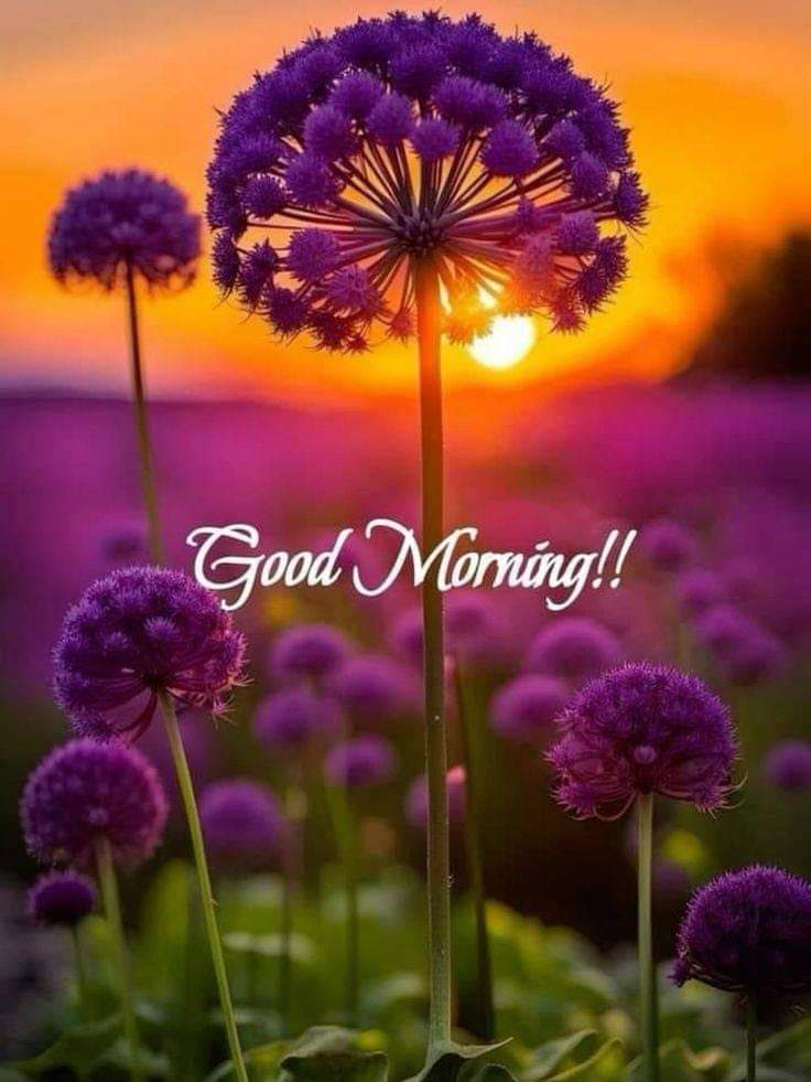 Good morning 🌄