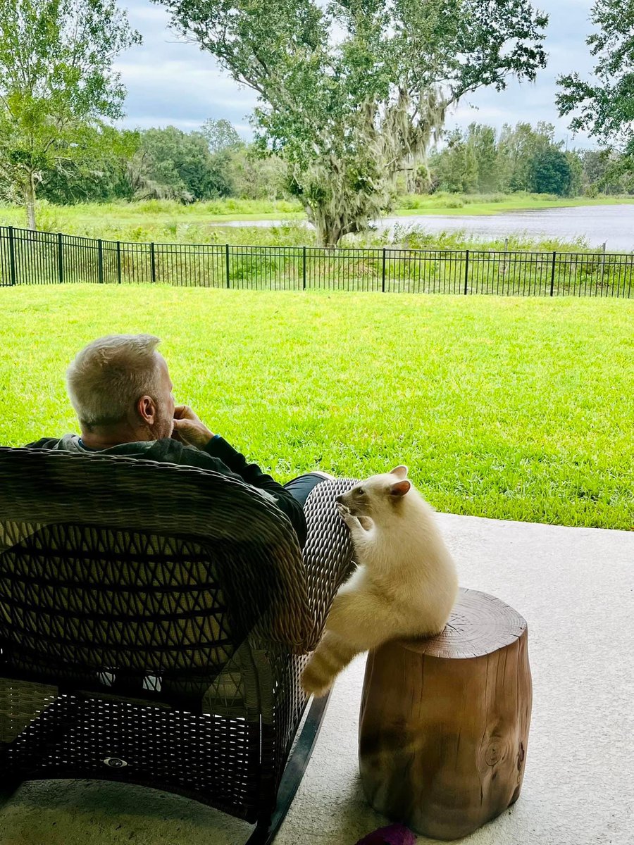 Raccoons Hourly (@raccoonhourly) on Twitter photo  Raccoons Hourly (@raccoonhourly) on Twitter photo