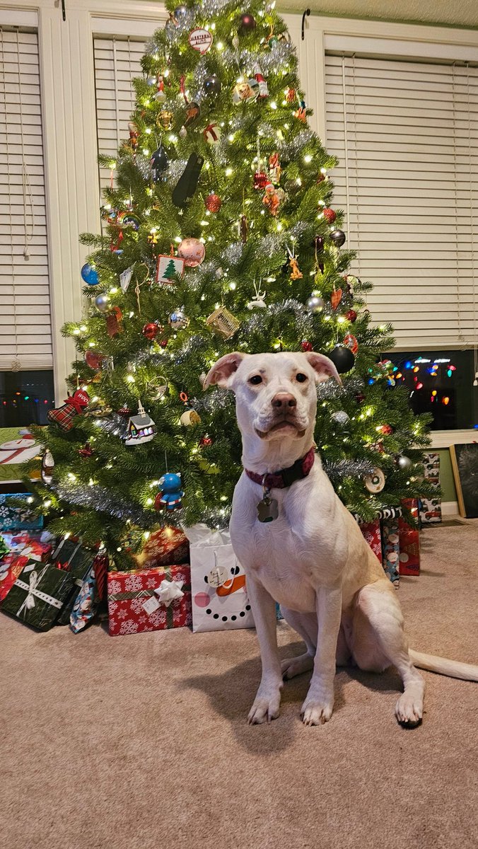 drnik46's tweet image. The girls took some Christmas tree photos today. #DailyRio #RubyRoo #Rhubarb 🎄🐕 📷