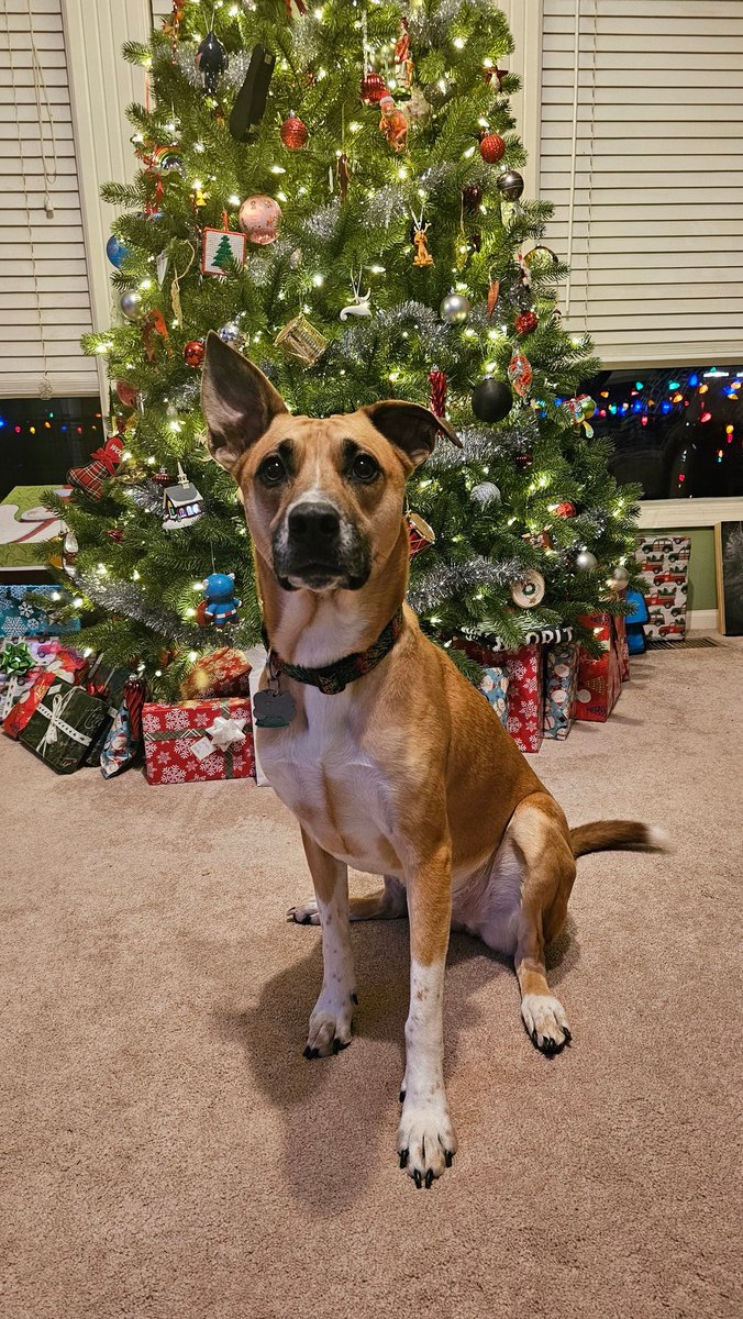 drnik46's tweet image. The girls took some Christmas tree photos today. #DailyRio #RubyRoo #Rhubarb 🎄🐕 📷