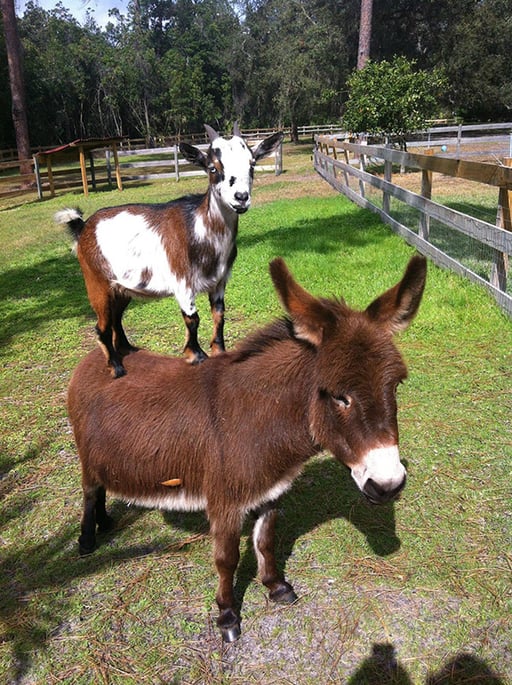 Geobr0ski's tweet photo. @elonmusk do you believe in God? (Goats on donkeys) https://t.co/8ioT16EWHu