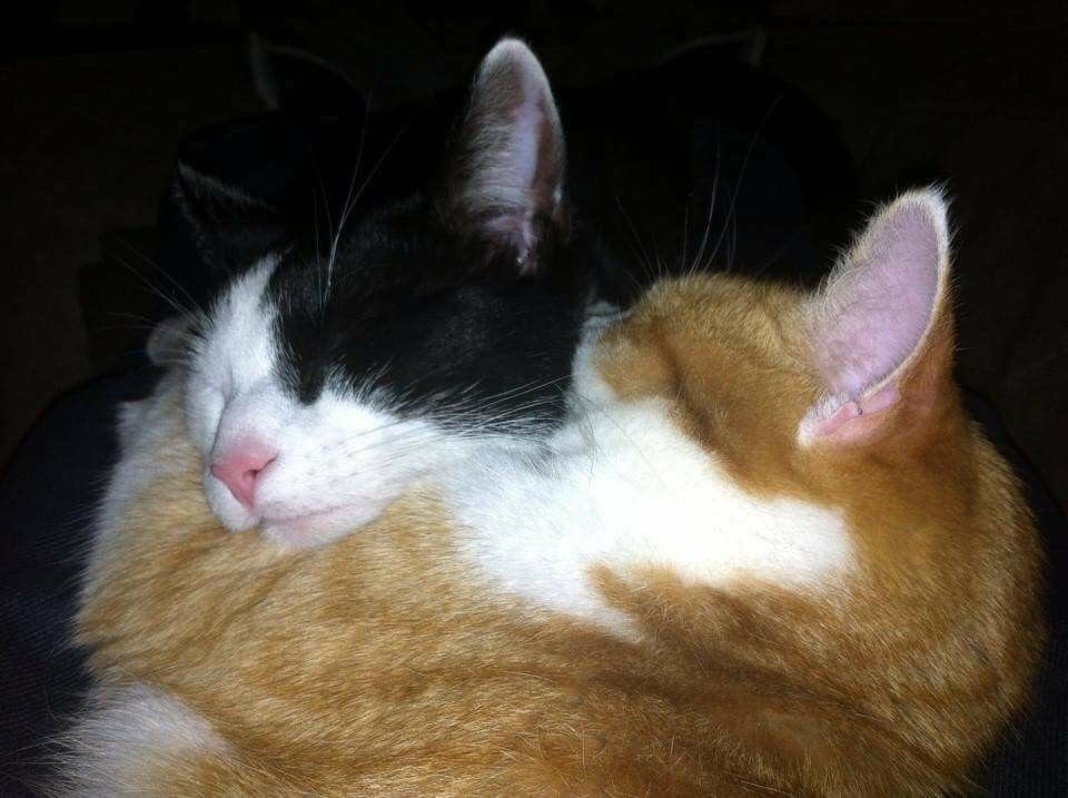 Miaw (@miaw) on Twitter photo 