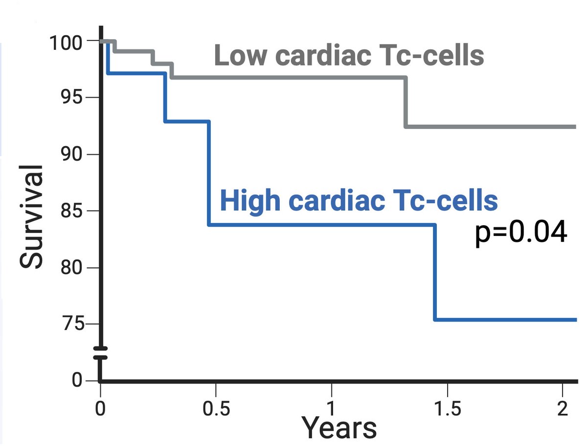 Circulation Research (@circres) on Twitter photo In this study Sikking & colleagues link cytotoxic #Tcells with a worse outcome in patients with #DCM suggesting an #autoimmune component in a portion of patients living with this devastating disease. Learn more at ahajrnls.org/49IG6BX
<a href="/SikkingM/">Maurits Sikking</a> <a href="/SilviaFanti3/">Silvia Fanti</a> In this study Sikking & colleagues link cytotoxic #Tcells with a worse outcome in patients with #DCM suggesting an #autoimmune component in a portion of patients living with this devastating disease. Learn more at ahajrnls.org/49IG6BX
<a href="/SikkingM/">Maurits Sikking</a> <a href="/SilviaFanti3/">Silvia Fanti</a>