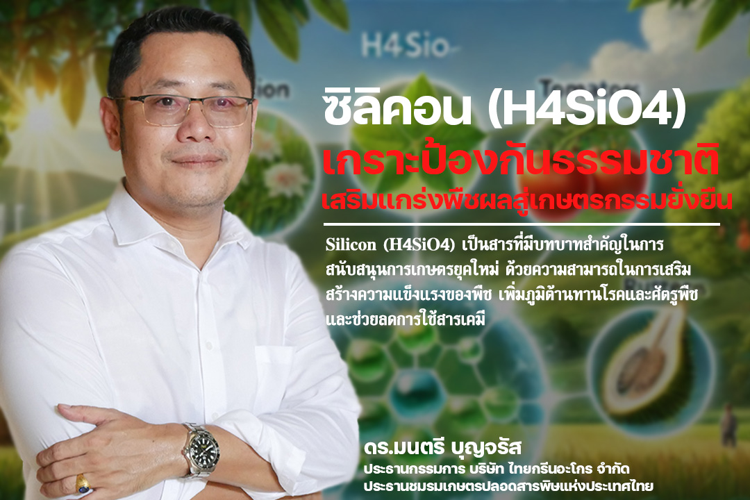 Montree_Boon's tweet photo. ซิลิคอน (H4SiO4): เกราะป้องกันธรรมชาติ เสริมแกร่งพืชผล สู่เกษตรกรรมยั่งยืน

ในโลกที่การเกษตรต้องเผชิญกับความท้าทายมากมาย ทั้งโรคระบาด ศัตรูพืช และสภาพแวดล้อมที่เปลี่ยนแปลง  เกษตรกรจึงมองหาทางเลือกใหม่ๆ เพื่อเพิ่มผลผลิต ลดต้นทุน และสร้างความยั่งยืนให้กับภาคการเกษตร หนึ่งในนั้นคือการใช้ประโยชน์จาก ซิลิคอน (H4SiO4) หรือ กรดออร์โธซิลิซิก ธาตุอาหารพืชที่มีบทบาทสำคัญในการเสริมสร้างความแข็งแกร่งและภูมิต้านทานโรคให้กับพืช

ซิลิคอน (H4SiO4) ทำงานอย่างไร? เมื่อพืชดูดซึมซิลิคอน (H4SiO4) เข้าไป จะเกิดการสะสมเป็นชั้นซิลิกา (SiO2)  ภายในผนังเซลล์พืช ทำหน้าที่เสมือนเกราะป้องกัน  เสริมสร้างโครงสร้างให้แข็งแรง ทนทานต่อแรงกด  ลดการสูญเสียน้ำ  และป้องกันการเข้าทำลายของเชื้อโรคและแมลงศัตรูพืช

ประโยชน์ของซิลิคอน (H4SiO4) ต่อภาคเกษตร
ช่วยเสริมสร้างความแข็งแรงให้เซลล์พืช ชั้นซิลิกาในผนังเซลล์ ช่วยให้ลำต้นแข็งแรง ใบตั้งตรง  ลดการหักล้ม  ทนทานต่อสภาพแวดล้อมที่แปรปรวน เช่น ลมแรง ฝนตกหนัก หรือแสงแดดจัด, ซิลิคอนช่วยสร้างภูมิต้านทานต่อโรคและแมลงศัตรูพืช ชั้นซิลิกาในเซลล์พืชจะเป็นปราการป้องกันเชื้อรา แบคทีเรีย ไวรัส และแมลงศัตรูพืช  ลดโอกาสการเกิดโรคต่างๆ เช่น โรคใบไหม้ โรครากเน่า  โรคกาบใบแห้ง  การทำให้พืชมีภูมิต้านทาน มีเซลล์ที่แข็งแกร่งจากซิลิคอน ช่วยลดการใช้สารเคมีหรือใช้ในปริมาณที่ลดน้อยลงมา  เมื่อพืชแข็งแรง มีภูมิต้านทานโรค  เกษตรกรก็สามารถลดการใช้สารเคมีกำจัดโรคและแมลงศัตรูพืช  ส่งผลดีต่อสุขภาพของเกษตรกร ผู้บริโภค และสิ่งแวดล้อม  

นอกจากซิลิคอนมีบทบาทที่โดดเด่นในด้านการสร้างภูมิต้านทานเสริมความแข็งแกร่งให้กับเซลล์พืชแล้ว ซิลิคอนยังมีบทบาทในด้านการเพิ่มผลผลิต  พืชที่แข็งแรง มีอัตราการสังเคราะห์แสงที่ดี  เจริญเติบโตได้เต็มที่  ส่งผลให้ผลผลิตสูง  มีคุณภาพ  เก็บเกี่ยวได้นาน  และที่สำคัญองค์ประกอบที่ซิลิคอนเป็นส่วนหนึ่งของหินแร่ภูเขาไฟหรือซีโอไลท์จึงมีบทบาทที่สำคัญอีกด้านคือการปรับปรุงคุณภาพดิน ซิลิคซิลิคอนลิคอนในรูปของหินภูเขาไฟที่ละลายน้ำได้แตกต่างจากซิลิคอนที่มาจากหิน ดิน หรือทรายจะช่วยปรับสภาพดินให้ร่วนซุย  เพิ่มการระบายน้ำ  และช่วยให้พืชดูดซึมธาตุอาหารได้ดีขึ้น

ตัวอย่างพืชที่ได้รับประโยชน์จากซิลิคอน เช่น ข้าวันนี้ จะมีความแข็งแรง ทนทานต่อโรคไหม้ โรคขอบใบแห้ง  เมล็ดเต่งตึง  เพิ่มผลผลิต,  พืชผัก เช่น มะเขือเทศ แตงกวา พริก  ลดการเกิดโรคใบจุด  โรคราน้ำค้าง  ผลผลิตมีคุณภาพดี,  ไม้ผล เช่น ทุเรียน มังคุด ลำไย  แข็งแรง  ทนทานต่อโรค  ผลใหญ่  รสชาติดี, ยางพารา:  เพิ่มผลผลิตน้ำยาง  ป้องกันโรคหน้ายางตายนิ่ง

Silicon (H4SiO4) เป็นสารที่มีบทบาทสำคัญในการสนับสนุนการเกษตรยุคใหม่ ด้วยความสามารถในการเสริมสร้างความแข็งแรงของพืช เพิ่มภูมิต้านทานโรคและศัตรูพืช และช่วยลดการใช้สารเคมี ส่งผลให้เกษตรกรสามารถเพิ่มผลผลิต ลดต้นทุน และสนับสนุนความยั่งยืนทางสิ่งแวดล้อม Silicon จึงเป็นทางเลือกที่มีศักยภาพในการเปลี่ยนแปลงระบบการเกษตรให้มีประสิทธิภาพและยั่งยืนมากขึ้นในอนาคต

ดร.มนตรี บุญจรัส
ประธานกรรมการ บริษัท ไทยกรีนอะโกร จำกัด
ประธานชมรมเกษตรปลอดสารพิษแห่งประเทศไทย
#ผู้ติดตาม #เกษตรอินทรีย์ #เกษตรปลอดภัย #สารชีวภัณฑ์ #ป้องกันแมลง #เกษตรพอเเพียง #เกษตรปลอดสาร #เกษตรกร #เกษตรกรรุ่นใหม่ #เกษตรผสมผสาน #ไทยกรีนอะโกร #ไทยกรีนอะโกรชมรมเกษตรปลอดสารพิษ #อย่าปิดกันการมองเห็น