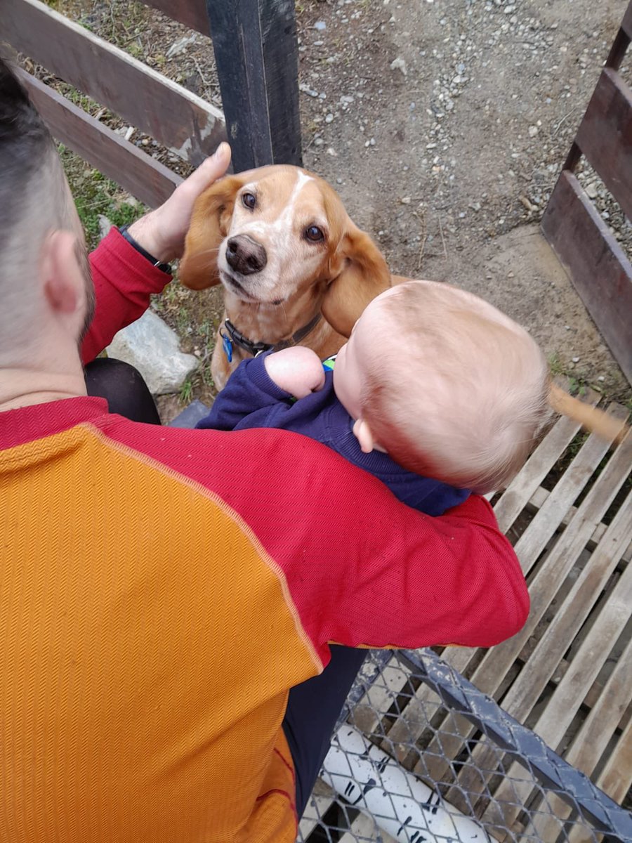 AggosPereyra's tweet photo. Amo el vínculo de Ragnar 🐶 con nuestro vecino Amadeo (un bebé de un año y medio). Pronto nos vamos de la isla, y con la mamá de Amadeo estamos organizando una merienda para que los amigos, puedan despedirse ❤️‍🩹
1. Amadeo espera a Ragnar en el alambrado.
2. Caricias por doquier 🫶🏻 https://t.co/3m1VvA59Sk