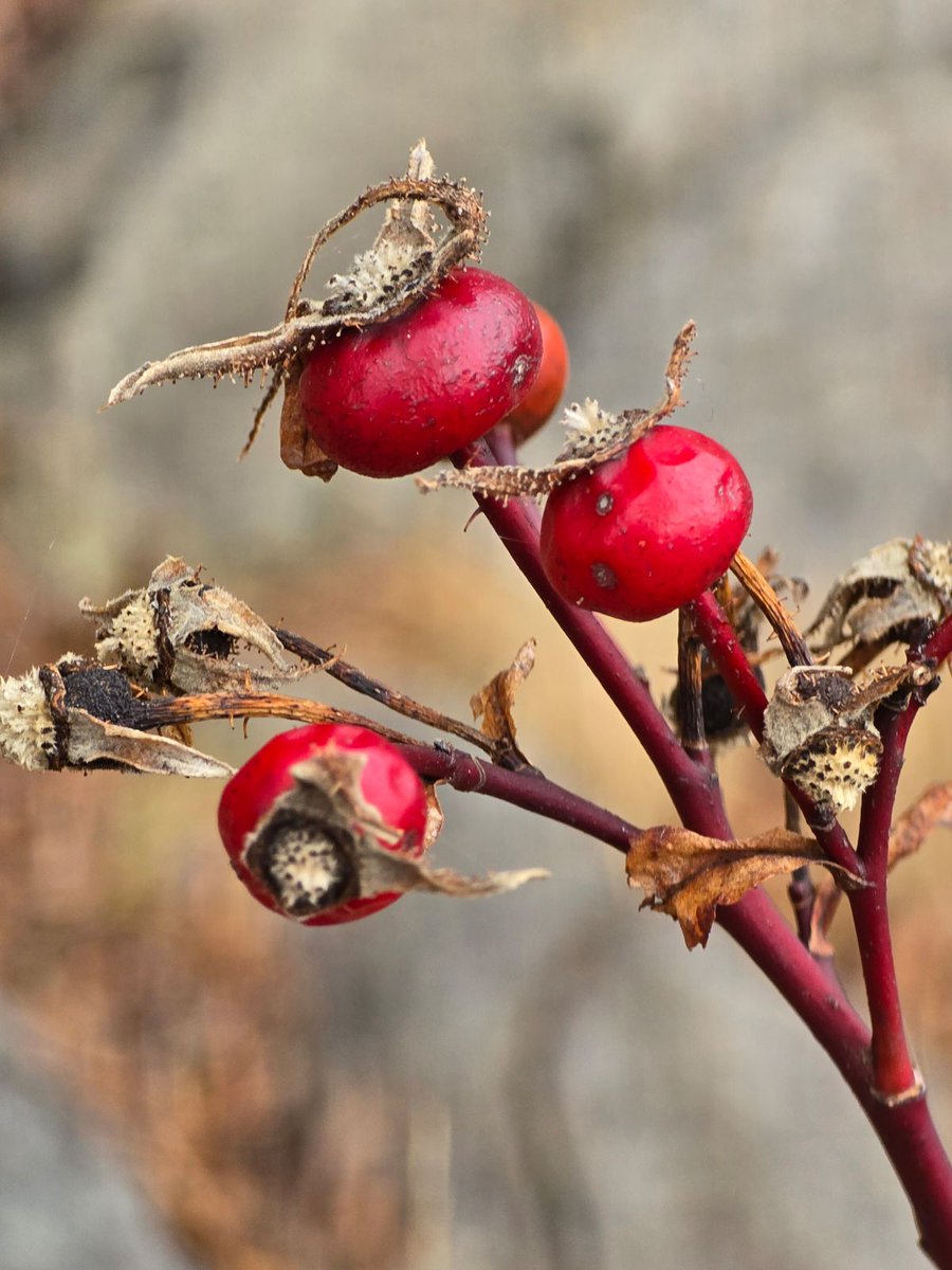 GSn04401's tweet image. Today's #adventureday brought us back to one of our favorites...Cutler Reserve Public Land. Mild temps made for a nice hike to the cliffs overlooking the ocean. #getoutside #cutlerrpl #mainethings
