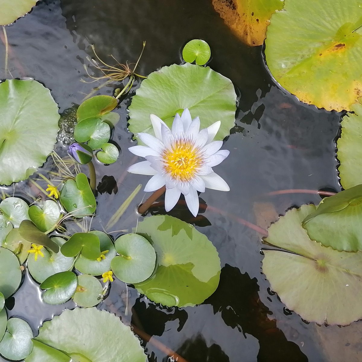 SobAlert's tweet image. Flower power. 
#Weekday
#SobAlert
#Health
#Energy
#Natural