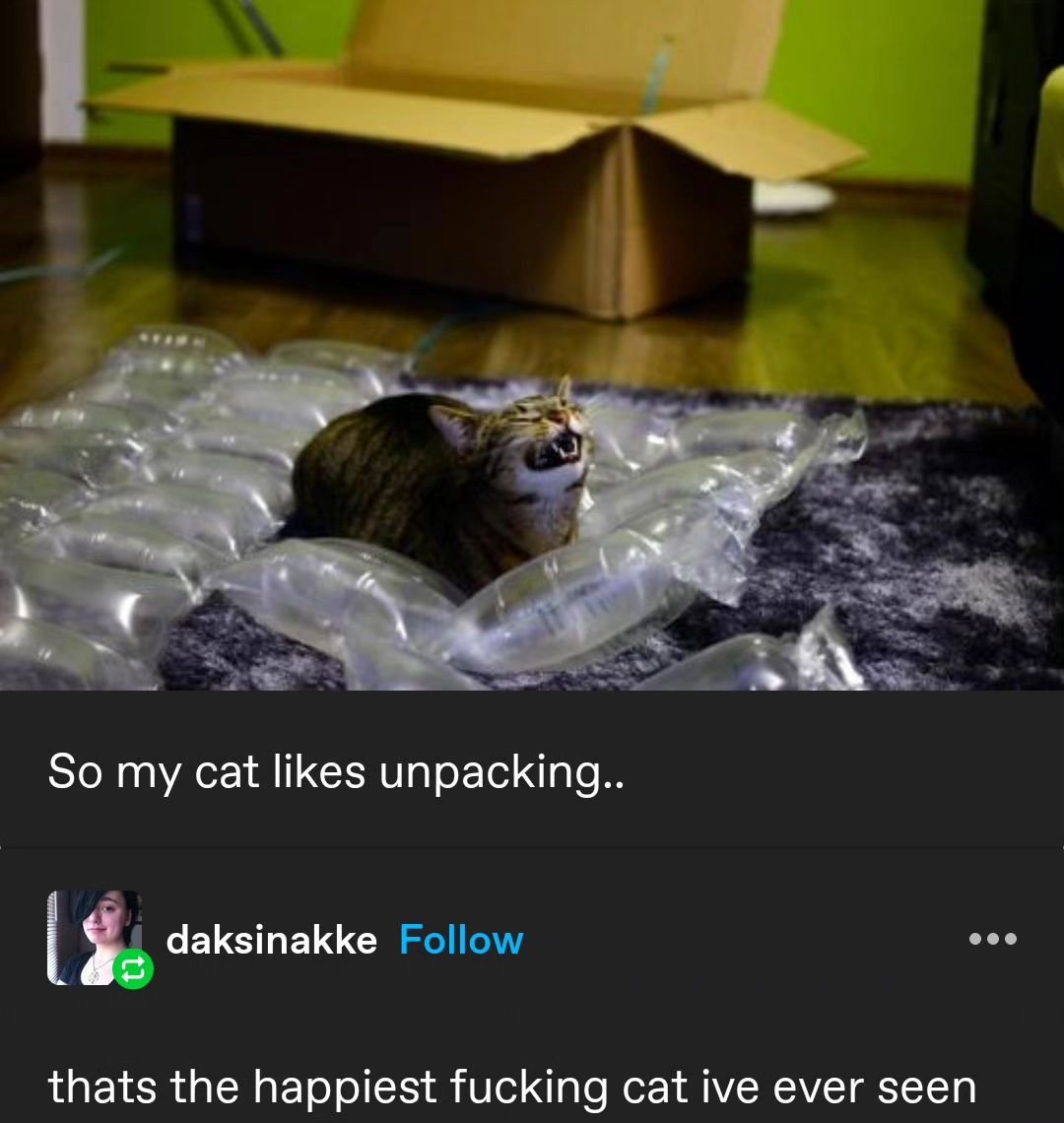 Punch Cat (@punchingcat) on Twitter photo 