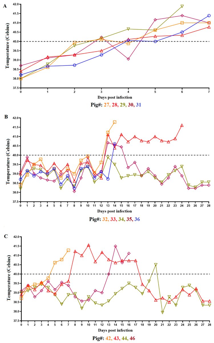 VirusesMDPI's tweet photo. 🐖Experimental  Infection of Domestic Pigs with an African Swine Fever Virus Field  Strain Isolated in 2021 from the Dominican Republic

✍️by Ramirez-Medina et al. 

👉https://t.co/muQI84jR2l
#PIGS #swine #AFSV #infection https://t.co/n84hJUTQ3q