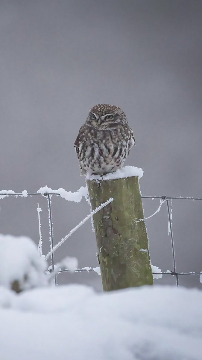 Little owl sat chilling 🦉

#littleowl #owl #rspb