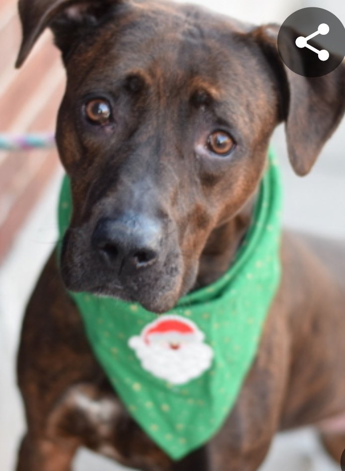 Please #help precious #Ella get out of #NYCACC 🙏🏻 

This girl is #terrified - look at her #eyes 💔 Please bring her #HomefortheHolidays 🙏🏻