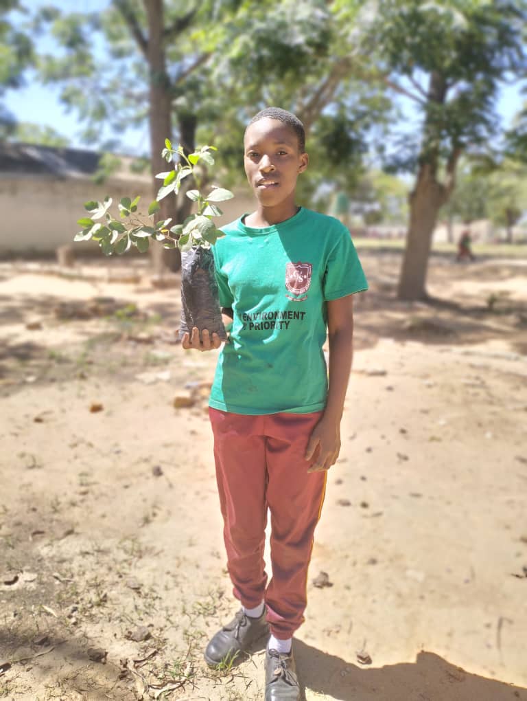 TreeKnowers's tweet image. Here are some lovely pictures from our tree planting and replacement event at Chizungu Primary School in Epworth.Together, with the children and staff at the school, we planted around 100 indigenous trees donated by Trees for Harare at the site !
@USEmbZim 
@theGCF