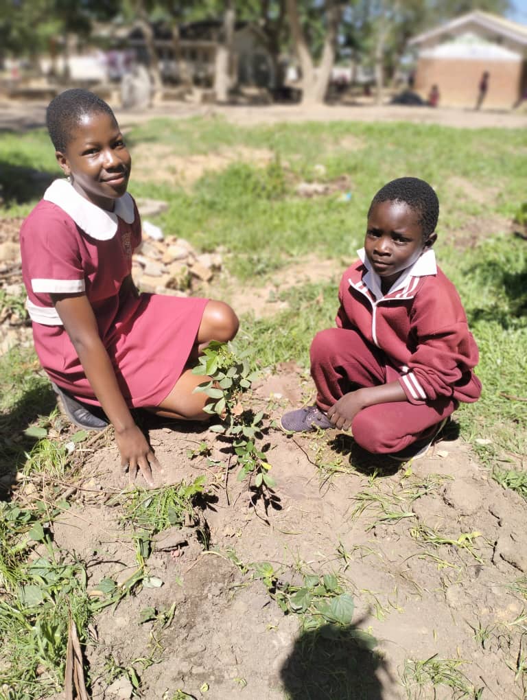 TreeKnowers's tweet image. Here are some lovely pictures from our tree planting and replacement event at Chizungu Primary School in Epworth.Together, with the children and staff at the school, we planted around 100 indigenous trees donated by Trees for Harare at the site !
@USEmbZim 
@theGCF
