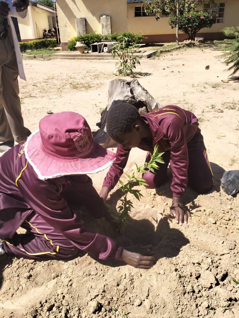 TreeKnowers's tweet image. Here are some lovely pictures from our tree planting and replacement event at Chizungu Primary School in Epworth.Together, with the children and staff at the school, we planted around 100 indigenous trees donated by Trees for Harare at the site !
@USEmbZim 
@theGCF