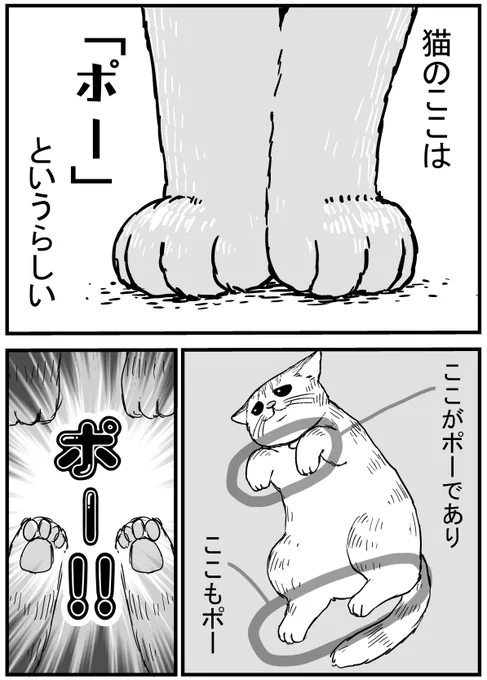 猫の「ポー」の部分 #タレ目猫そむが可愛すぎるんじゃ 
