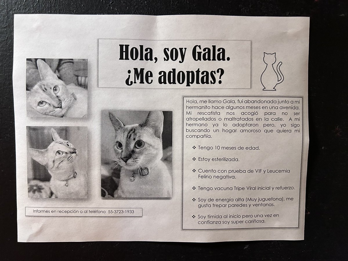 Gala, hermosa gatita en ADOPCIÓN RESPONSABLE. Protocolo completo. 10 meses de edad. Juguetona. CDMX. Informes 55 3723 1933. #AdoptaNoCompres