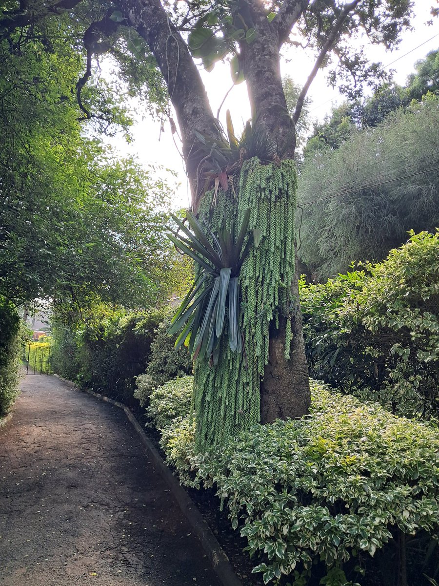HermanWaita's tweet photo. My old lady is a landscaper. Does really artistic stuff with plants.

Posted a few garden pics (her portfolio)

Let me know if you're interested in procuring her services. https://t.co/biJc1ENJ0v