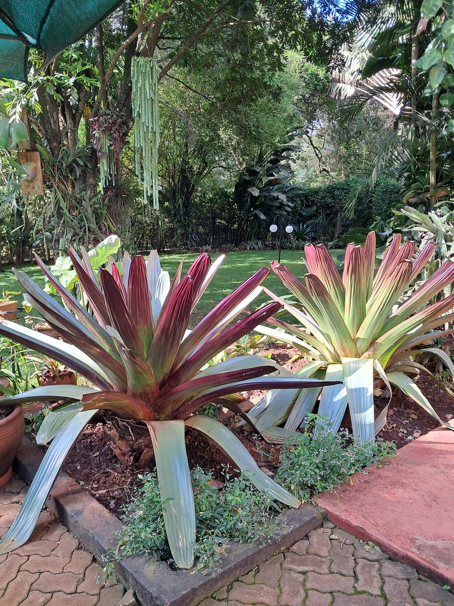 HermanWaita's tweet photo. My old lady is a landscaper. Does really artistic stuff with plants.

Posted a few garden pics (her portfolio)

Let me know if you're interested in procuring her services. https://t.co/biJc1ENJ0v