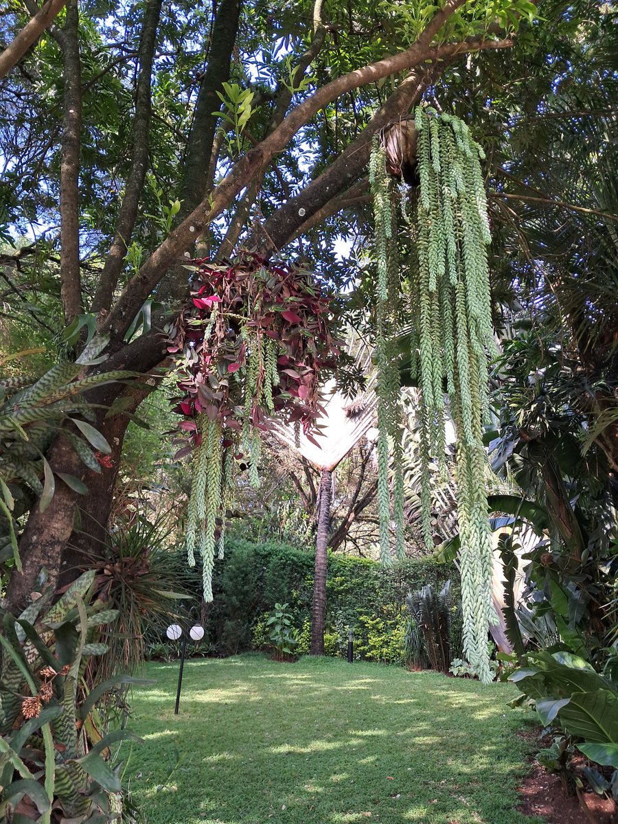 HermanWaita's tweet photo. My old lady is a landscaper. Does really artistic stuff with plants.

Posted a few garden pics (her portfolio)

Let me know if you're interested in procuring her services. https://t.co/biJc1ENJ0v