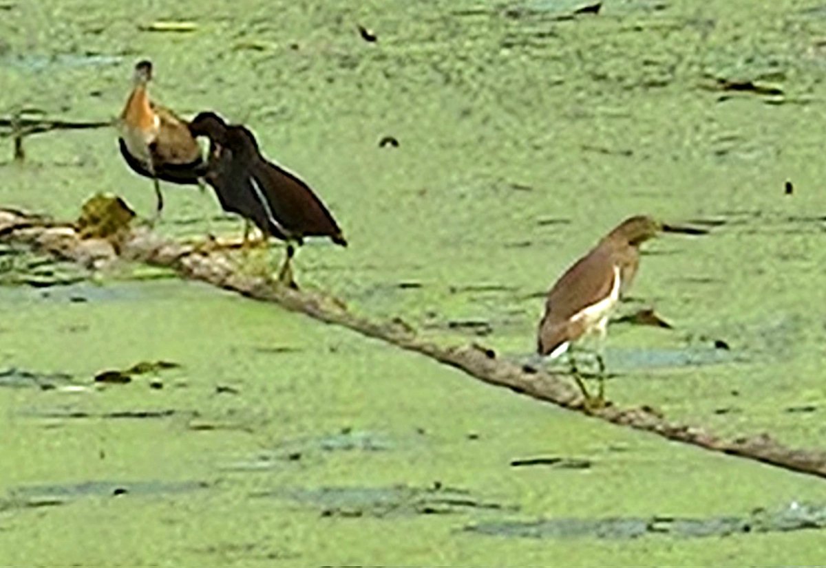 SKPRAV's tweet photo. Good morning friends 🧡
Pond Heron , Water Hen enjoying Sunny day
#TwitterNatureCommunity 
#TwitterNaturePhotography 
#NaturePhotography 
#naturelovers #photooftheday 
#photographyisart #photographylovers https://t.co/HwPDHWnMx8